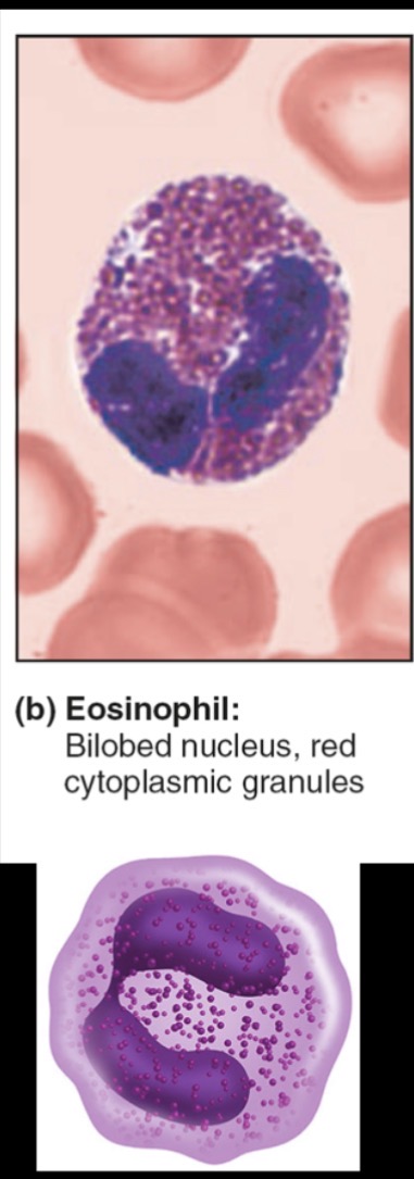 <p>Structure: nucleus with 2 lobes</p><p>Function: destroy parasitic worms</p>