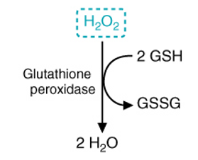 <p>glutathione (GSH) as a cofactor that is can oxidize it to GGSH in order to neutralize hydrogen peroxide - GSSG is the reduced form where 2 glutathione tripeptides become linked through a disulfide bond between their Cys residues</p>