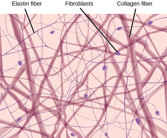 <p>More neurons, cells make up more mass than collagen fibers (if you can see fibers and a decent amount of nuclei, loose is indicated - think zoom level)</p>