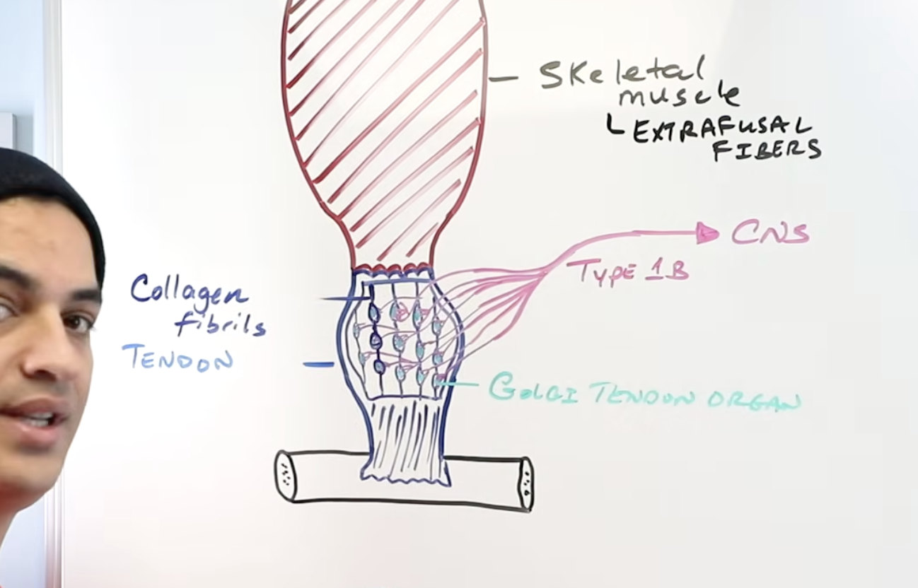 <p>Degree of tension generated by muscle contraction & are located in the tendon </p>