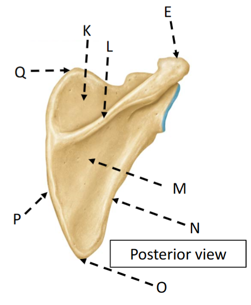 <p>P</p>