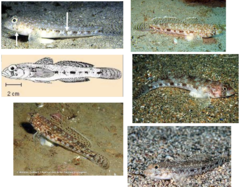 <p>Slender goby</p>
