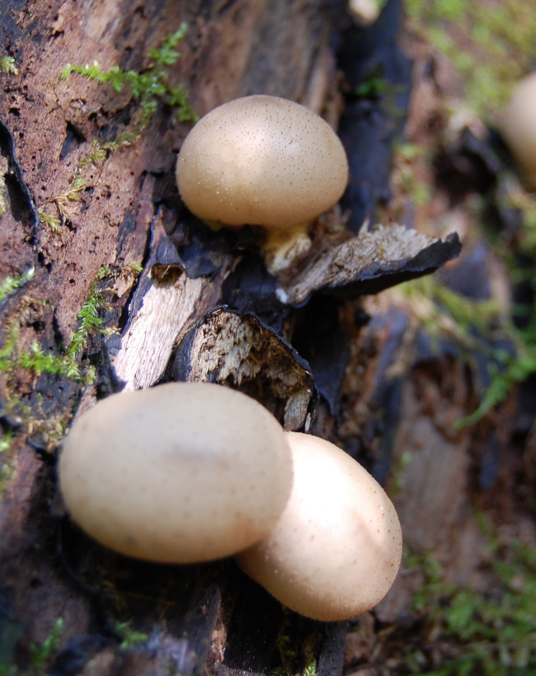 <p><span>Apioperdon pyriforme</span></p>