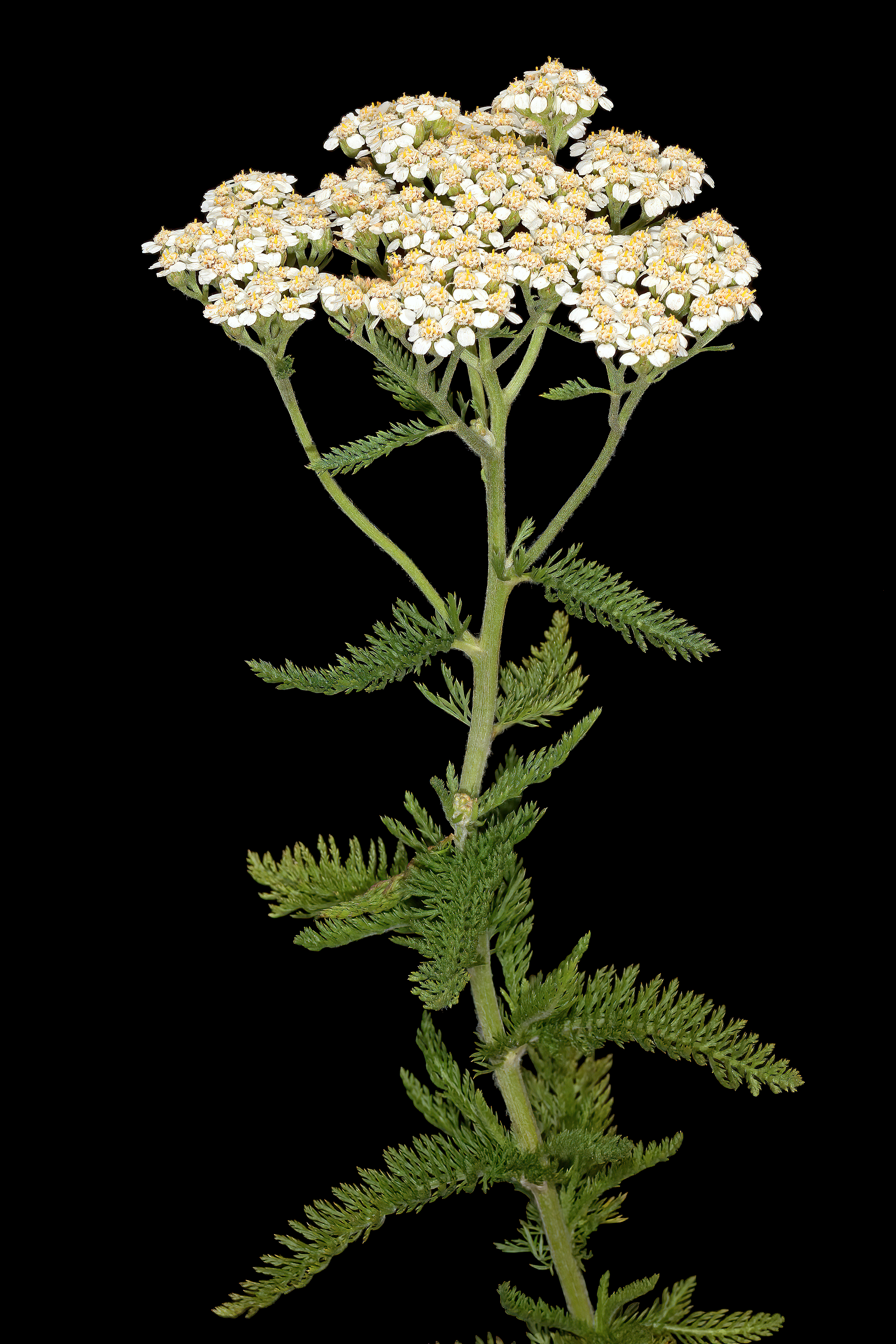 <p>white/yellow corymb flower</p><p>Herb looking leaves - ferny - lightly pubescent</p><p>compound, silvery green leaves</p><p>minty smell</p>