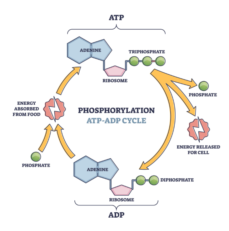 <p>attachment of a phosphate group to a molecule, most commonly a protein. It serves as the primary "on/off" switch for cellular activity. kinases: add the phosphate group (typically extracting it from an ATP molecule), while phosphatases: remove it.</p>