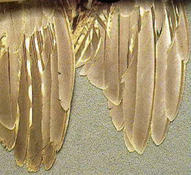 <p>9th and/or 10th primary wing: Adults have rounded tips and the upper trailing edges of the feathers are smooth and “fresh,” meaning the feather is new after a summer molt. Juveniles have sharper tips and the upper trailing edges are straight, coming to a point, frayed, and worn. </p>
