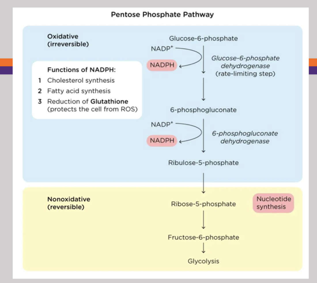 <p>Alternative pathway for glucose oxidation that occurs in the cytosol of most cells and produces pentoses for nucleotide synthesis and NADPH for the biosynthesis of fatty acids. Begisn with glucose-6-phosphate, then gets oxidized in order to reduce NADP+, then 6-phosphogluconate dehydrogenase that gets oxidized to reduce more NADP+, then produces ribulose-5-phosphate (irreversible pathway) </p>