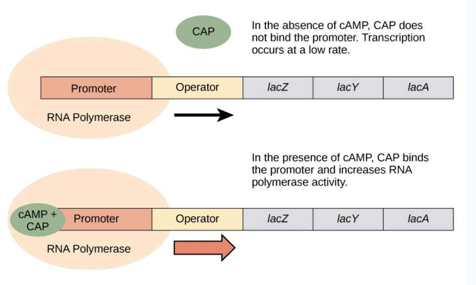 <p>Is this positive or negative <span style="background-color: transparent;">transcriptional control?</span></p>