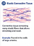 Connective tissue containing many elastic fibers that allows stretching and recoil. Example: Elastic connective tissue is found in the walls of large arteries.