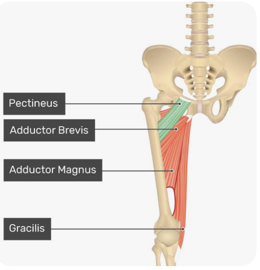 <p>O: Pectineal line of the pubic bone</p><p>I: Pectineal line of the femur</p><p>A: Adduction of the thigh; external rotation of the thigh</p><p>N: Femoral nerve</p>
