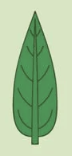 <p>widest area below middle</p>