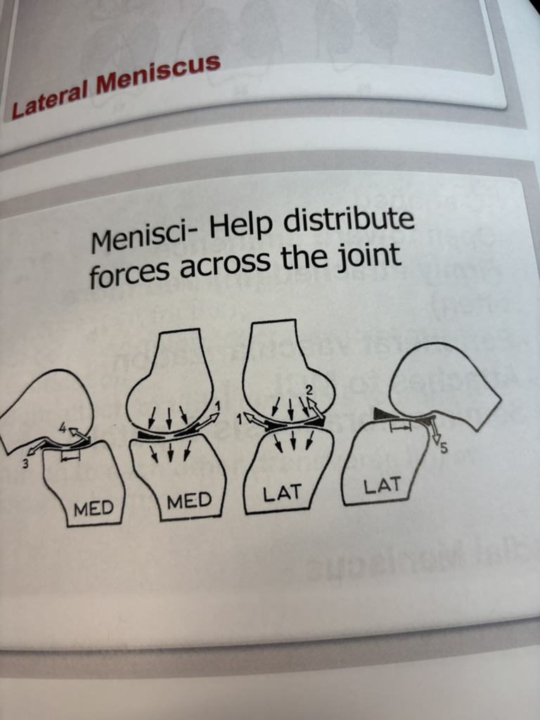 <p>- spread out forces across joint</p>