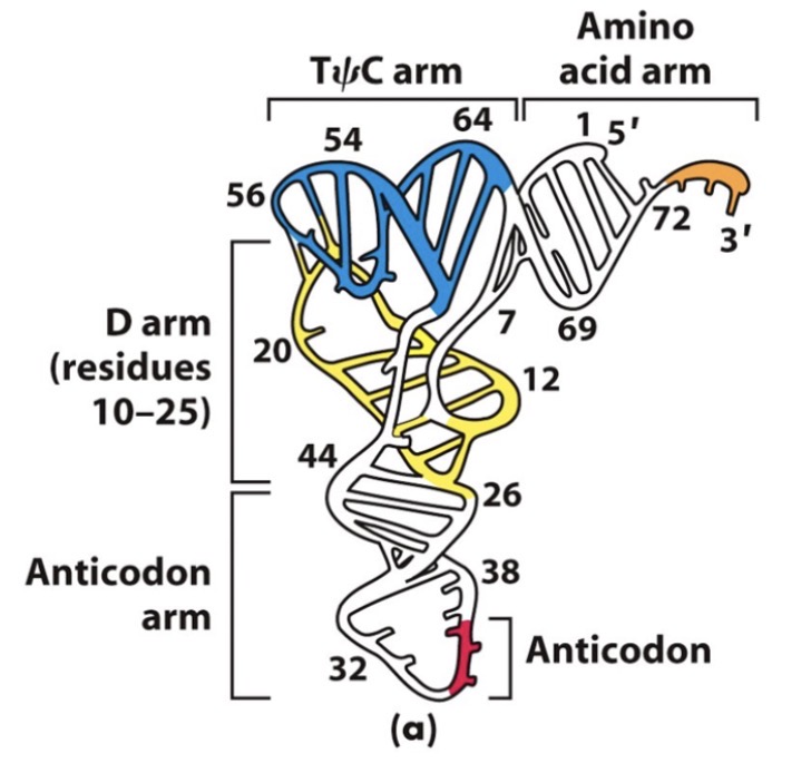 <p><span>Los ARNt (tRNA) sufren durante su maduración muchas modificaciones de bases, como por ejemplo:</span></p>