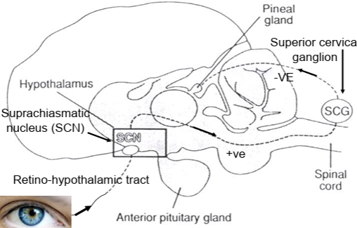 <ul><li><p>photic stimuli relayed from <strong>retinal ganglion cells via retinohypothalamic tract</strong> → <strong>supraciasmatic nucleus (anterior hypothalamus)</strong> →<strong> periphreal and central sympathetic neurons and superior cervical ganglion →pineal gland</strong></p></li><li><p>more light equals more -ve feedback on pineal so less melatonin</p></li></ul><p></p>
