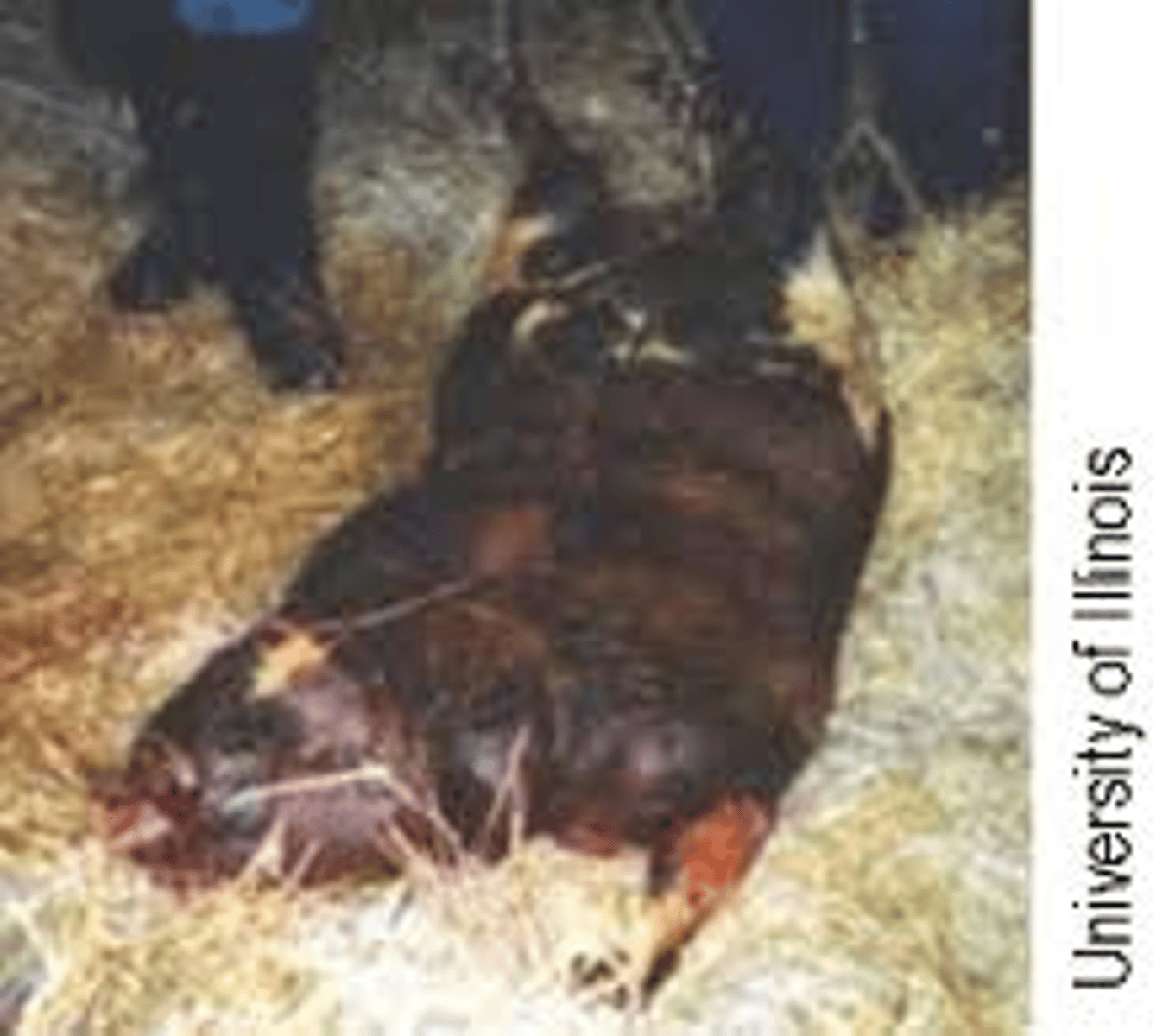 <p>Breed affected: All show breeds</p><p>Appearance: Fluid accumulation in skin and body (causes dystocia from added weight, kills dam 50% of time) w/ underdeveloped/absence of lungs</p><p>-lethal recessive</p><p>Test: Molecular test</p>