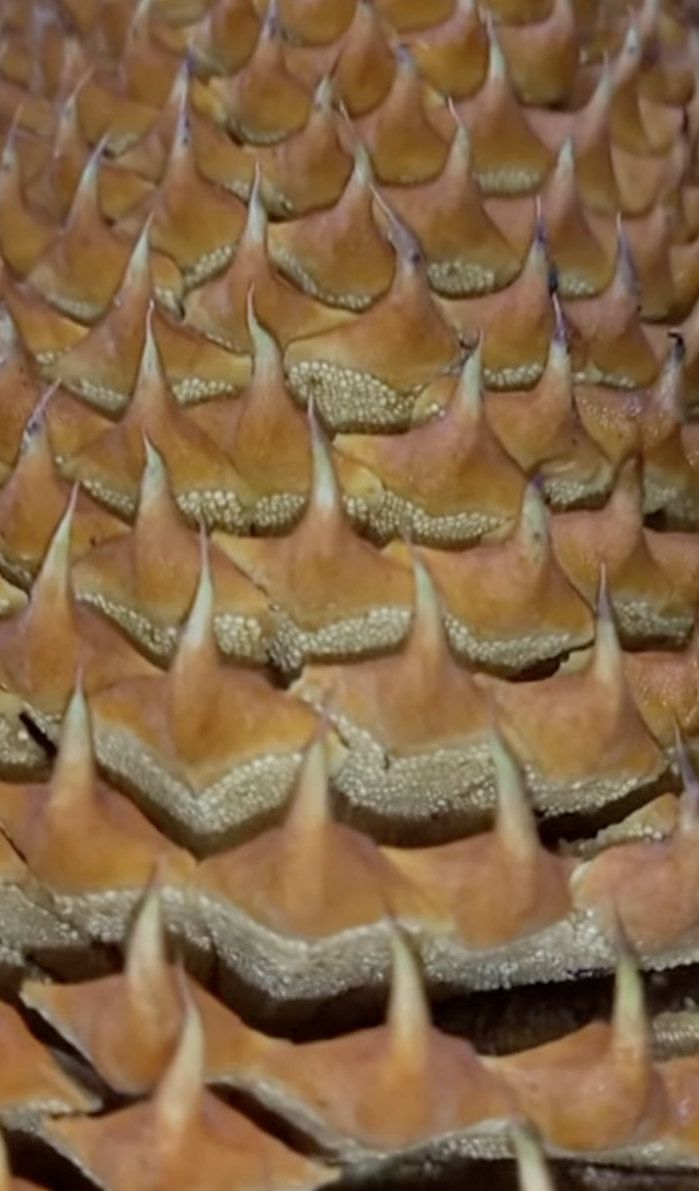 <p>Identify the microsporophyll and microsporangia.</p>