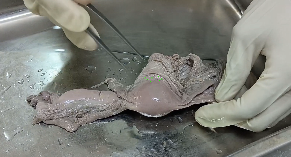 <p>name this region</p>