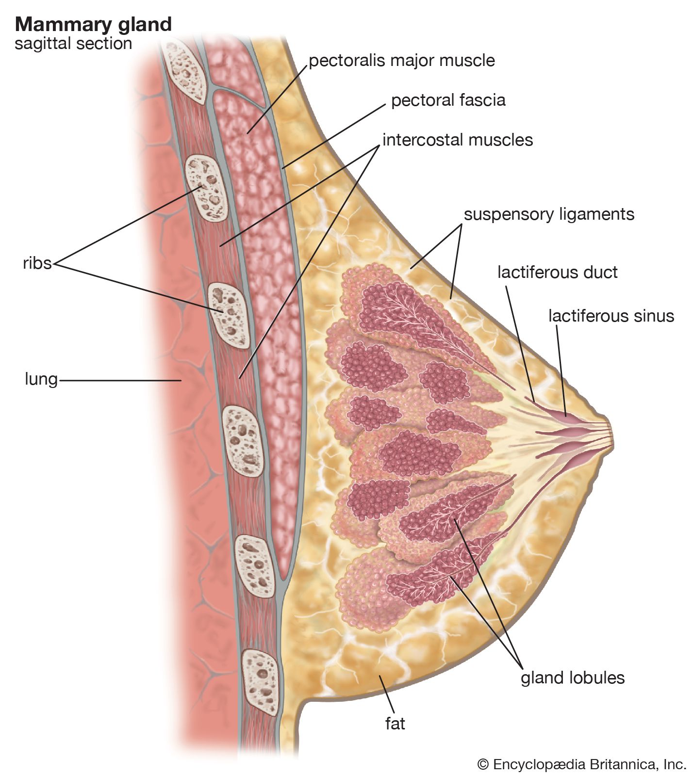 <p>modified sweat glands<br>-series of ducts+secondary lobules→converge+form 15-20 lactiferous ducts→each open up to nipple<br>-nipple→surrounded by areola (pigmented skin around nipple)</p><p><u>located in</u></p><p>superficial fascia</p><p>anterior to pectoral muscles+anterior thoracic wall</p>