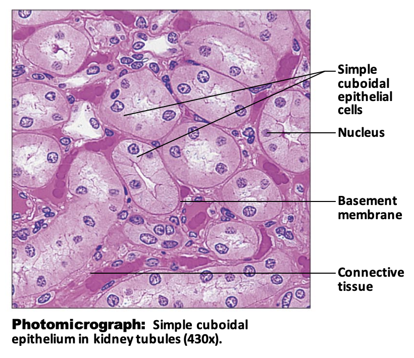 <p>Simple Cuboidal Epithelium: Function</p>