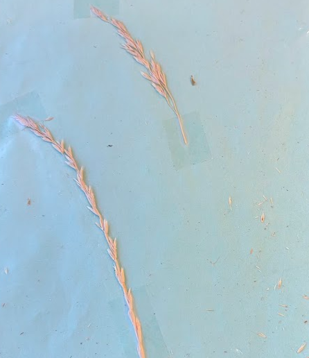 <p>wheat</p>