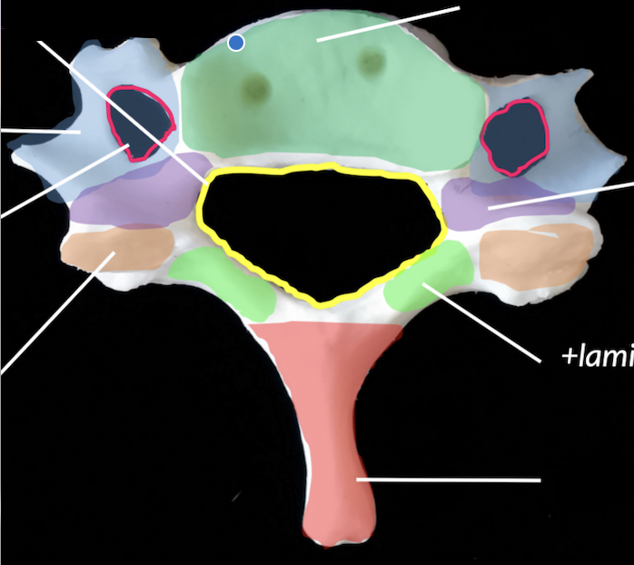 <p>what bone is the highlighted orange area ?</p>