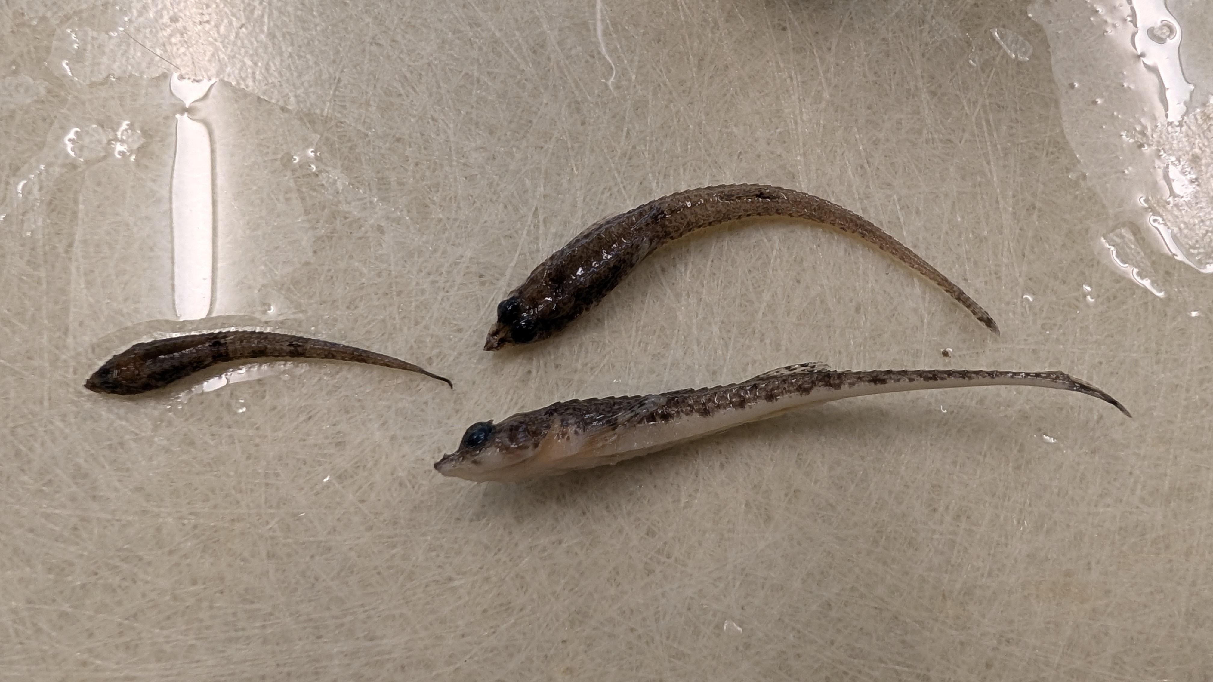 <p>pygmy poacher</p><p>spotted dorsal and caudal fins. indent right behind the cranium in the top of the head. no beehive looking pattern under the head (unlike the blacktip)</p>