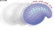 <p>3rd Type of Protist Common Locomotion</p>