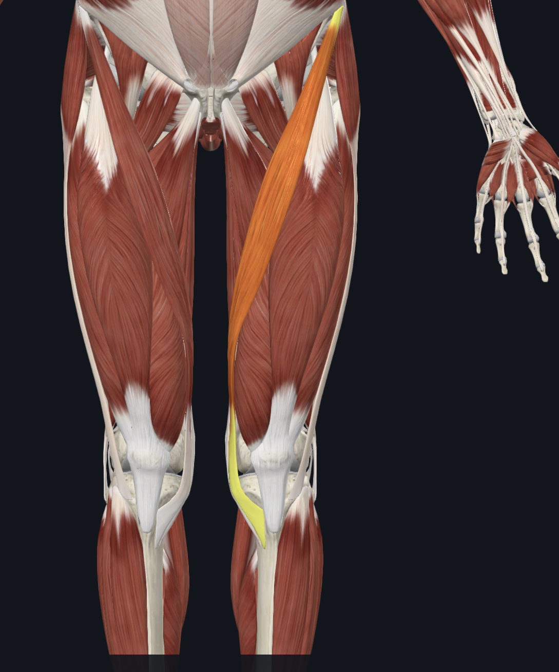 <p>Anterior view</p><p>Muscles</p>