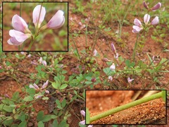 <p>native forb, Lespedeza spp.</p>