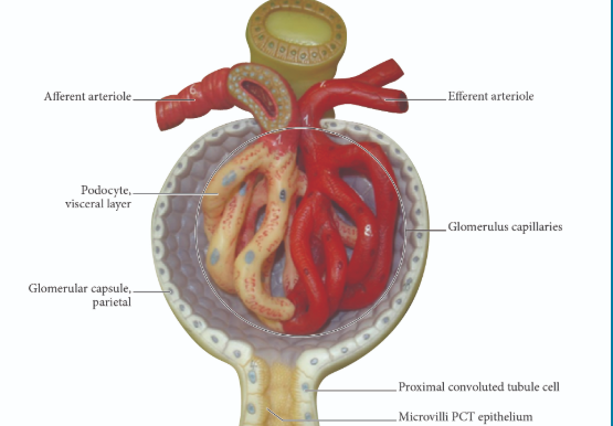 <p>correct answers</p>
