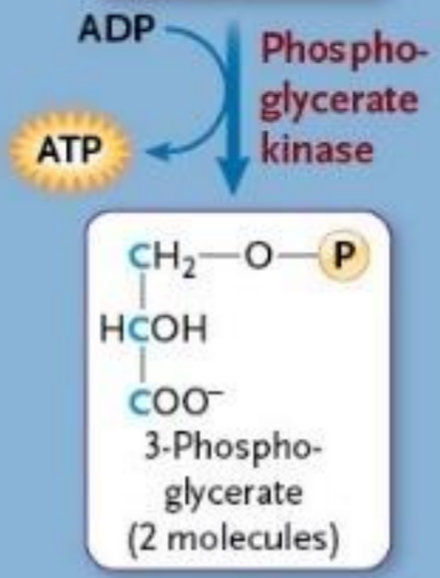 <ul><li><p>Enzyme</p></li><li><p>Takes phosphate group from high energy intermediate to form ATP</p></li><li><p>Removes 1st phosphate from glucose</p></li></ul><p></p>