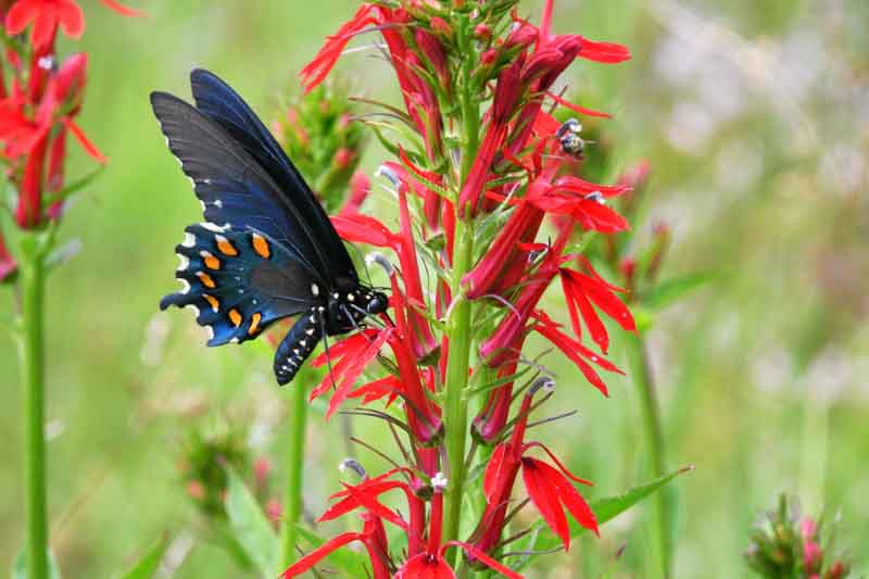 <p>Cardinal flower Latin name</p>