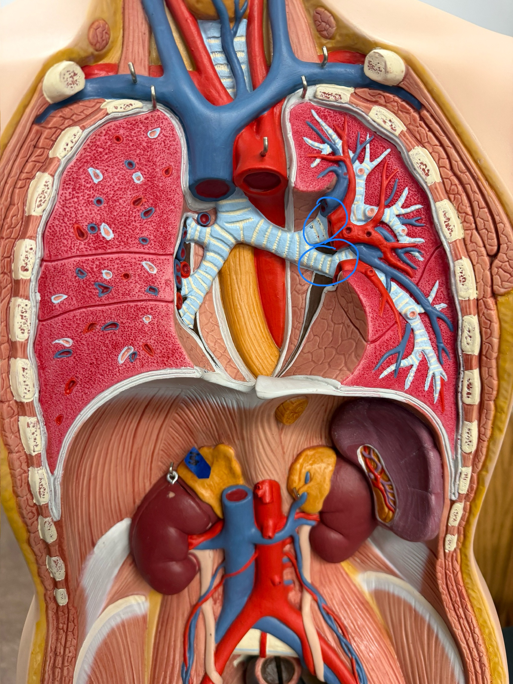 <p>name this structure</p>