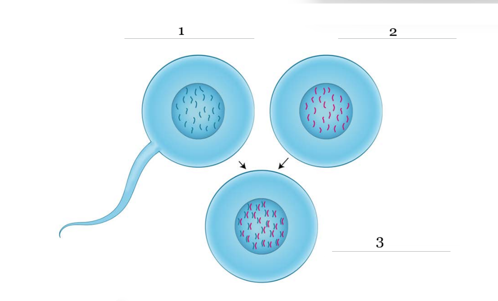 <p>3</p>