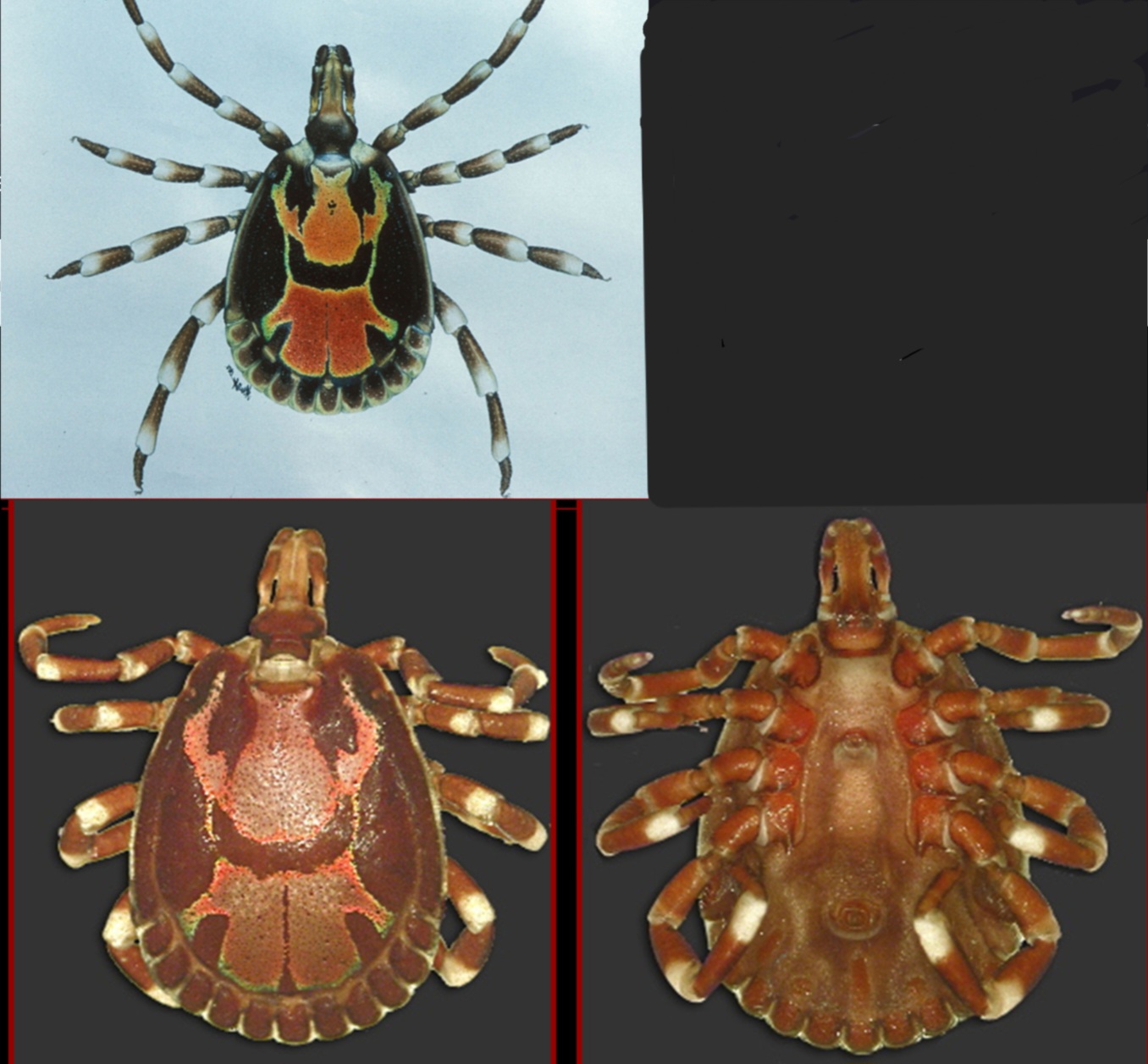 <p>What tick is this?</p>