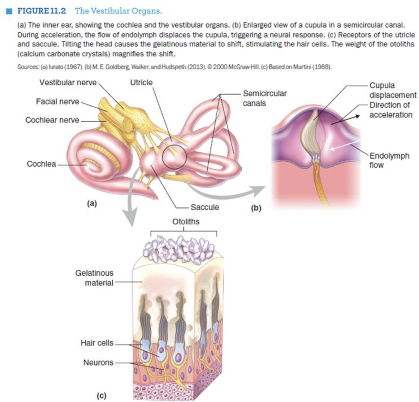 <p>= to maintain balance + gives info abt head position &amp; movement </p><ul><li><p>located in ear</p></li></ul><p></p><p>    <u>mech</u></p><ul><li><p><strong>liquid in canals bends hair cells → activates neurons </strong></p><ul><li><p><em>ONLY bend in one direction, THUS only detect one-way movement → why u get dizzy</em></p></li><li><p><em>shift in liquid can make signals in both directions </em></p></li></ul></li><li><p><strong>inside saccule: hair cells feel movement of otoliths </strong></p><ul><li><p><em>if an otolith enter canals → get vertigo </em></p></li></ul></li><li><p><strong>cochlear &amp; vestibular nerve → combine to form cranial nerve </strong></p></li></ul><p></p><p>note: the trickle &amp; saccule are useful when standing still </p><p>ex. can detect direction of movement while sitting on a train </p><p></p><p>note: alcohol thins liquid in canals → faster bending </p>