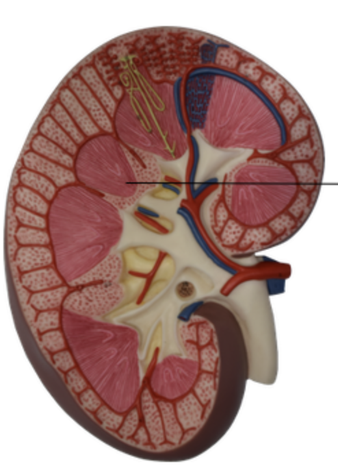 <p>Renal Papilla</p>