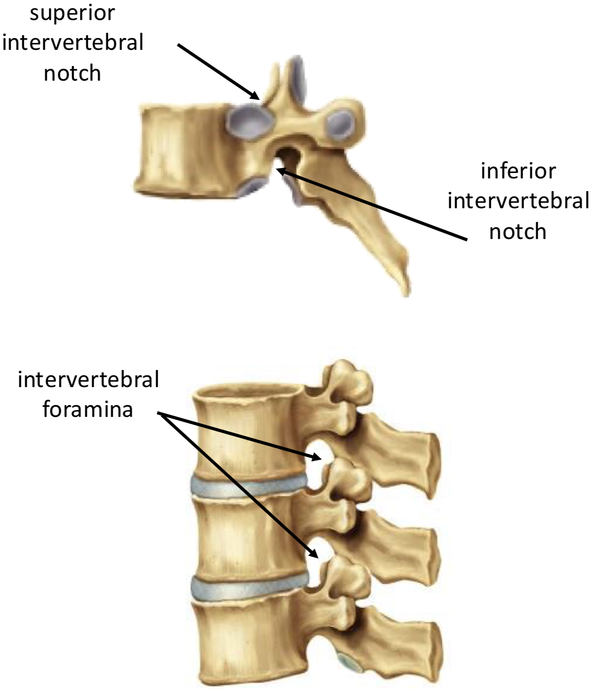 <p>Space between pedicles</p><p>Formed by superior + inferior intervertebral notches</p><p>Canal for spinal nerves + vessels</p>