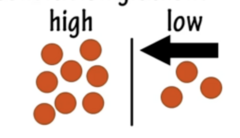 <p>- Movement of solutes against [c] gradient</p>