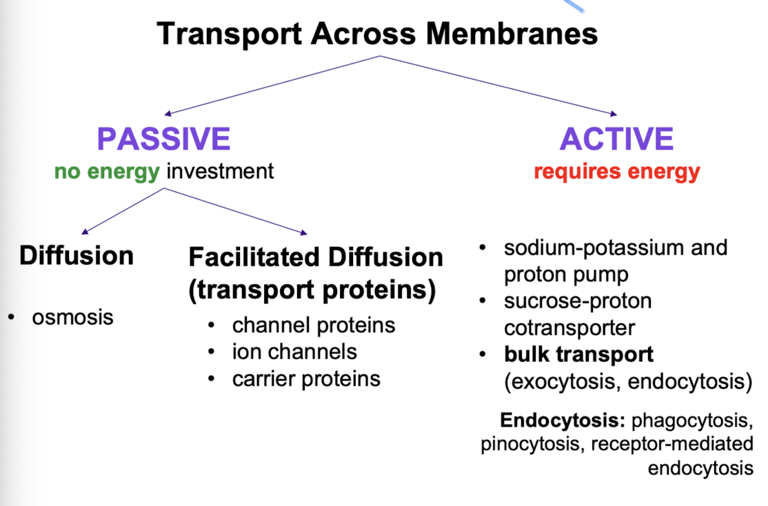 <ul><li><p>allow passage of hydrophilic substances across membrane (H2O, amino acids)</p></li><li><p>specific for substance it moves</p><ul><li><p>channel proteins have hydrophilic channel (aquaporins facilitate passage of water)</p></li></ul></li></ul><p></p>