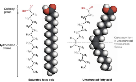 <p>a simple lipid consisting of a polar carboxyl group (-COOH) bonded to a hydrocarbon chain</p><ul><li><p>key building block for important lipids</p></li><li><p>unsaturated or saturated</p></li></ul><p></p>