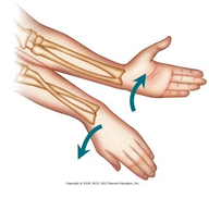 <p>Supination</p>