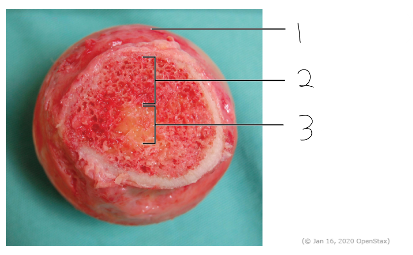<p>what is the third bone pointing to</p>