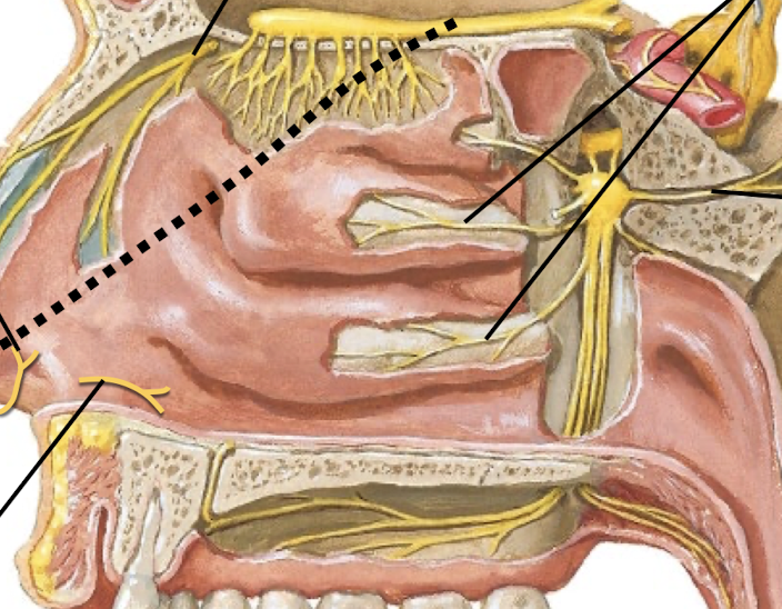 <p>Know the sensory and parasympathetic innervation to the lateral nasal wall. Include the nerve names and from which CN they branch from. Also include parasympathetics.</p>