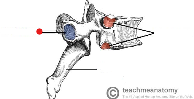 <p>Identify the structure pinned and what thoracic vertebrate it links to </p>