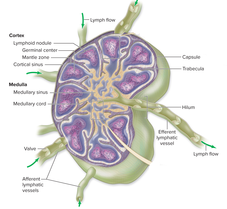 <ul><li><p>Afferent Lymphatic Vessels </p><ul><li><p>Bring lymph into node</p></li></ul></li><li><p>Efferent Vessels</p><ul><li><p>Drains lymph node </p></li><li><p>Located at the hilum (involved portion of node)</p></li></ul></li><li><p>Dense connective tissue capsule encloses node</p><ul><li><p>Trabeculae of capsule subdivide node into compartments </p></li></ul></li><li><p>Outer cortex, inner medulla</p></li></ul><p></p>