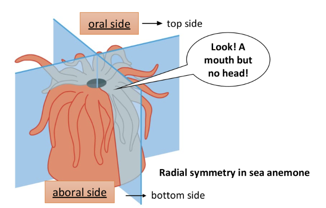 <ul><li><p>arrangement of parts around a central axis</p></li><li><p>usually sessile (attached) or planktonic (drifting) life</p></li><li><p>no left or right sides or front or back</p><ul><li><p>have an oral (top) and aboral side (bottom)- have a mouth but no head</p></li></ul></li><li><p>equips sea creatures to experience environment equally in all directions</p></li></ul><p></p>