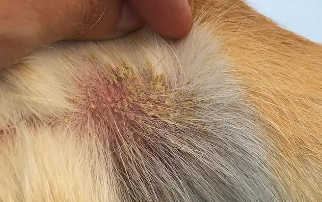 <ul><li><p><strong>secondary lesion</strong></p></li><li><p>fragments of keratin on the surface; seen in many diseases</p></li><li><p>↑↑ stratum corneum</p></li></ul><p></p>