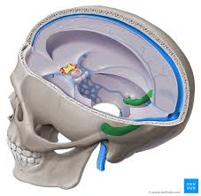 <ul><li><p>Veneuze sinus</p></li><li><p>Voert bloed naar vena jugularis interna</p></li></ul><p></p>