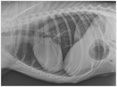 <p>Diagnosis?</p>